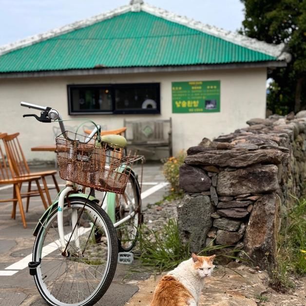 제주 부속섬 가파도 길고양이 중성화 사업 재개