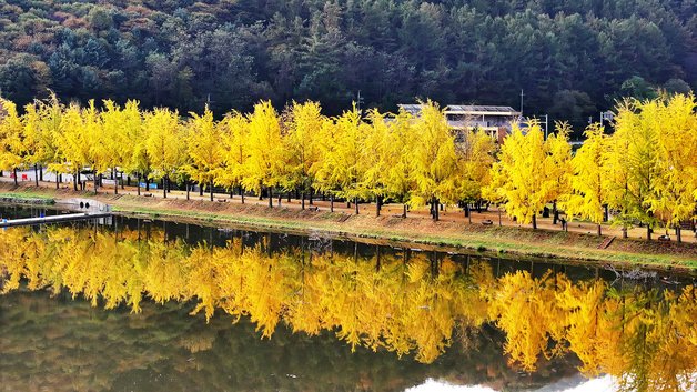 본문 이미지 - 황금빛 가을이 내려앉은 충북 괴산군 문광면 양곡리 문광저수지 은행나무길.(괴산군 제공)/뉴스1