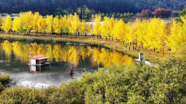 본문 이미지 - 황금빛 가을이 내려앉은 충북 괴산군 문광면 양곡리 문광저수지 은행나무길.(괴산군 제공)/뉴스1