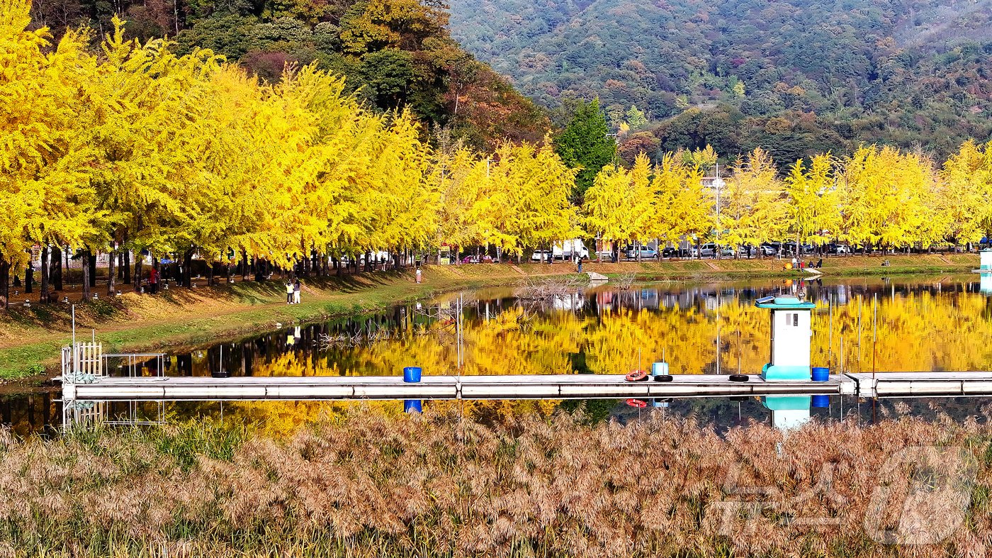 30일 충북 괴산군 문광면 양곡리 문광저수지 은행나무길이 황금빛으로 물들어 시선을 잡아 끌고 있다 .&#40;괴산군 제공&#41;2024.10.30/뉴스1