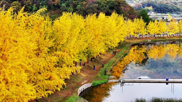 본문 이미지 - 황금빛 가을이 내려앉은 충북 괴산군 문광면 양곡리 문광저수지 은행나무길.(괴산군 제공)/뉴스1