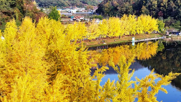 본문 이미지 - 황금빛 가을이 내려앉은 충북 괴산군 문광면 양곡리 문광저수지 은행나무길.(괴산군 제공)/뉴스1