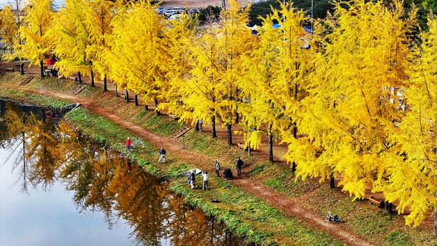 본문 이미지 - 황금빛 가을이 내려앉은 충북 괴산군 문광면 양곡리 문광저수지 은행나무길.(괴산군 제공)/뉴스1