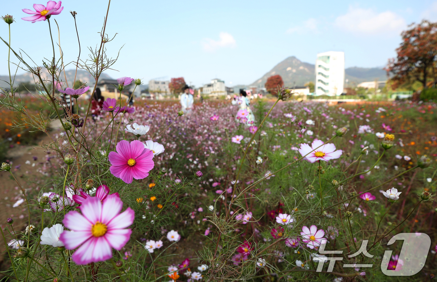 (서울=뉴스1) 오대일 기자 = 완연한 가을 날씨를 보인 30일 서울 종로구 열린송현 녹지광장에서 외국인관광객들이 만개한 코스모스길을 배경으로 사진을 찍고 있다. 기상청은 다음 주 …