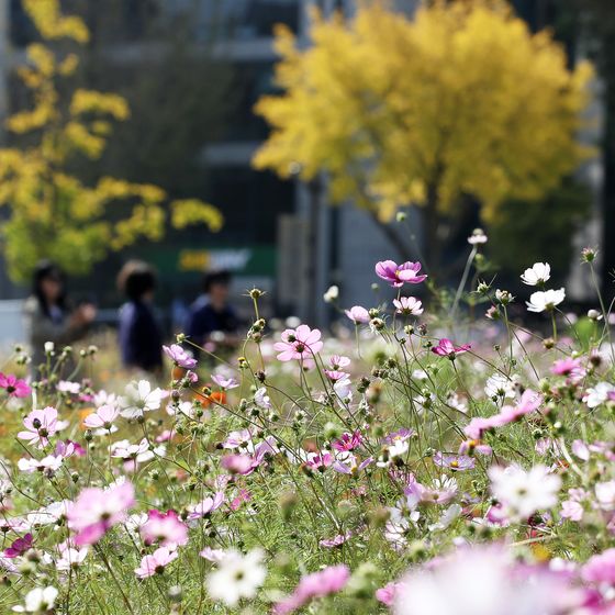 [오늘의 날씨]대구·경북(2일,토)…초속 15m 강풍, 낮 최고 22도