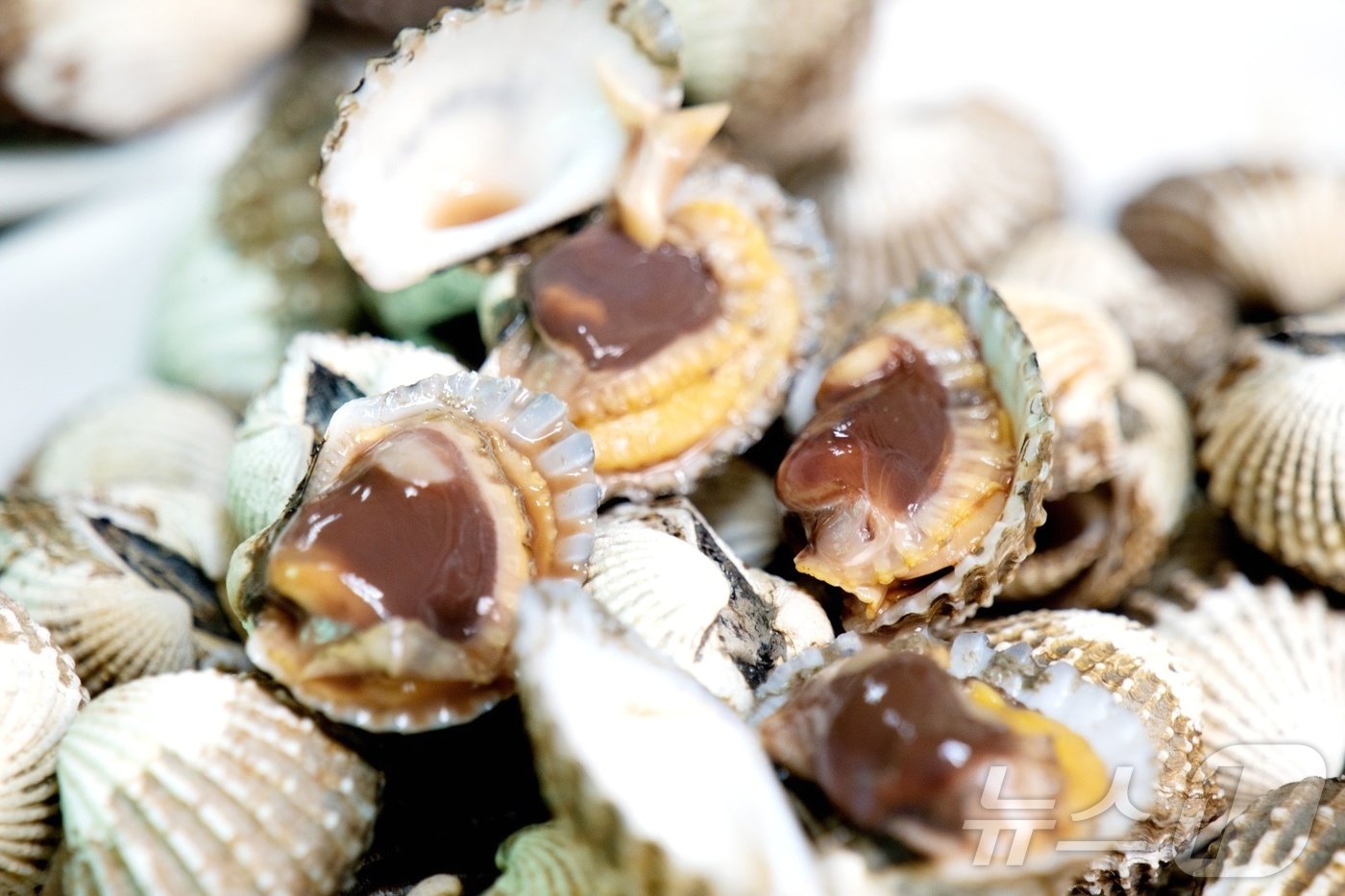 본문 이미지 - 전남 보성 벌교 참꼬막. 뉴스1 DB