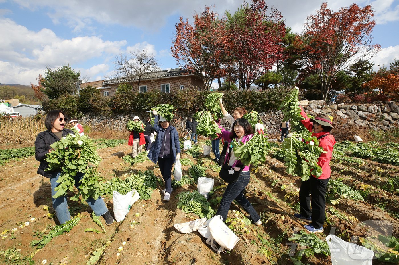 청춘양구 펀치볼 시래기사과축제.&#40;자료사진&#41;/뉴스1