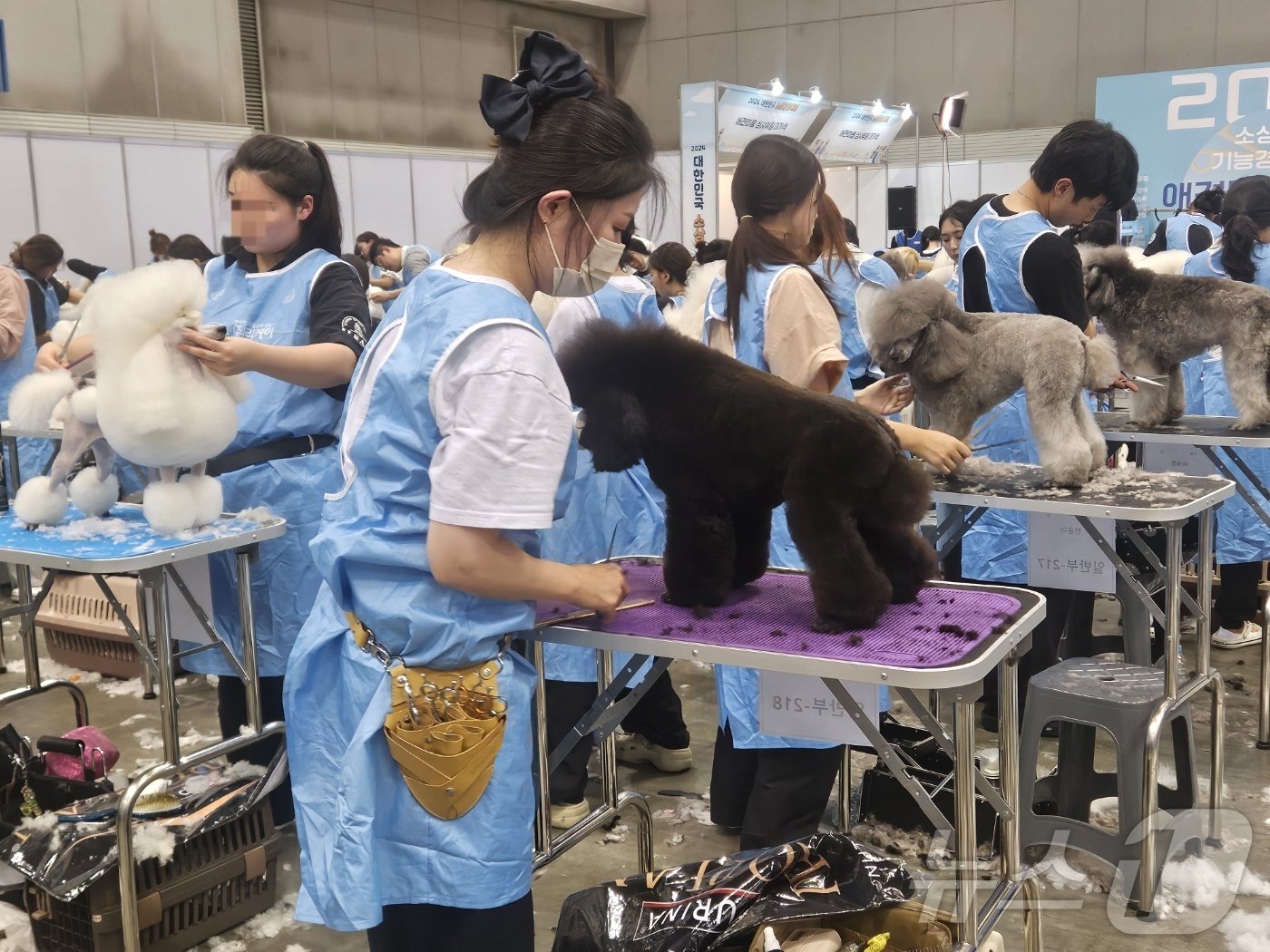 본문 이미지 - 31일 고양시 일산 킨텍스에서 열린 '2024 대한민국 소상공인대회'에서 열린 애견미용 콘테스트. 2024.10.31/뉴스1 ⓒ News1 장시온 기자