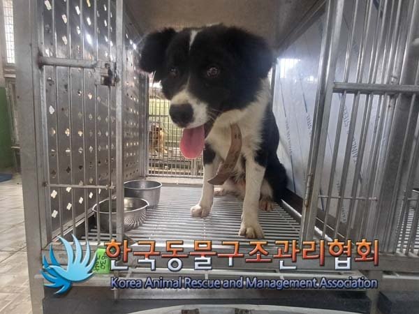 본문 이미지 - 시 위탁 보호소에서 콜라의 모습 (사진 동물보호관리시스템) ⓒ 뉴스1