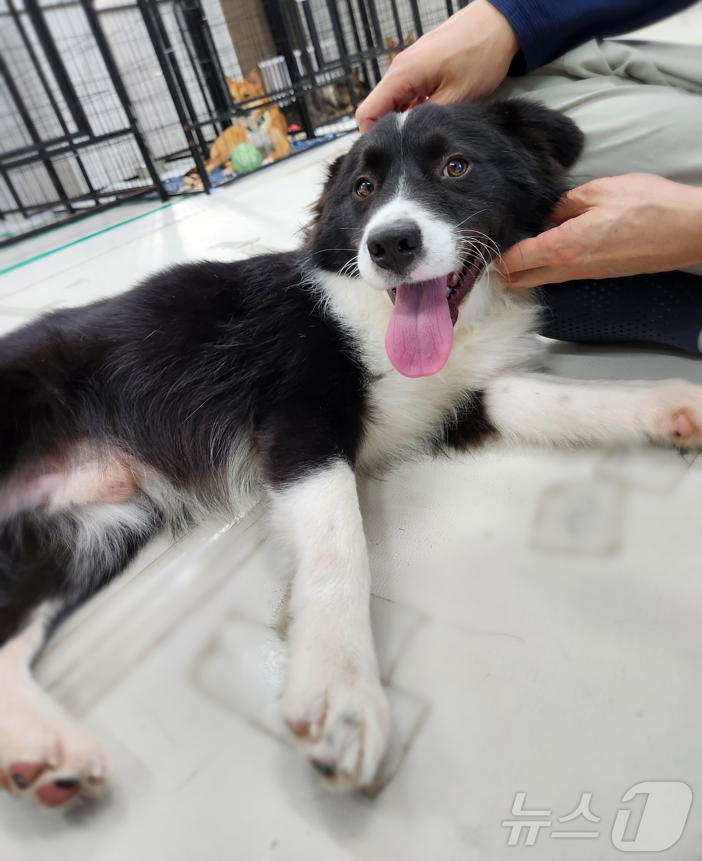 본문 이미지 - 이름만 불러도 다가와 배를 발라당 보여주며 애교 부리길 좋아한다. ⓒ 뉴스1 한송아 기자