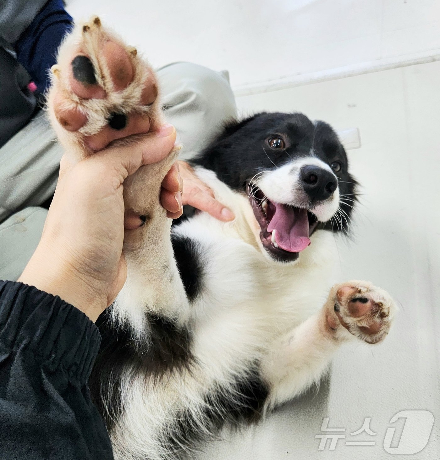 발바닥도 보송한 강아지 &#39;콜라&#39; ⓒ 뉴스1 한송아 기자