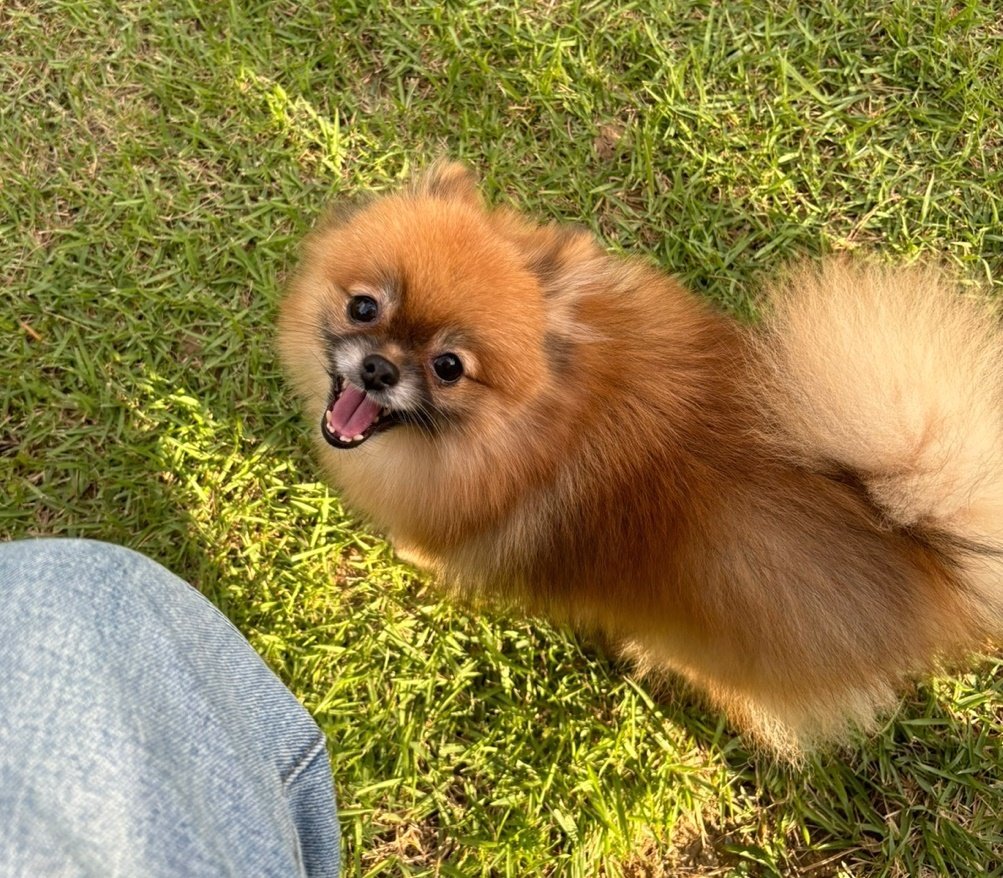 본문 이미지 - 번식장에서 구조된 포메라니안 종 &#39;쿠마&#39;의 최근 모습 &#40;이민수 에스디동물의료센터 원장 제공&#41; ⓒ 뉴스1