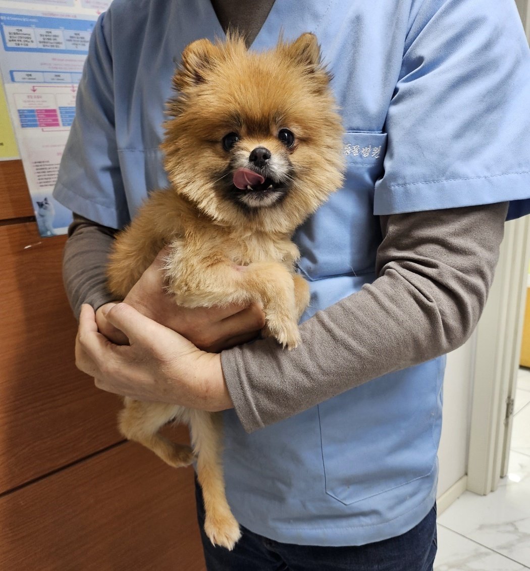 본문 이미지 - 지난 4월 쿠마가 진료를 위해 동물병원에 방문한 모습 ⓒ 뉴스1