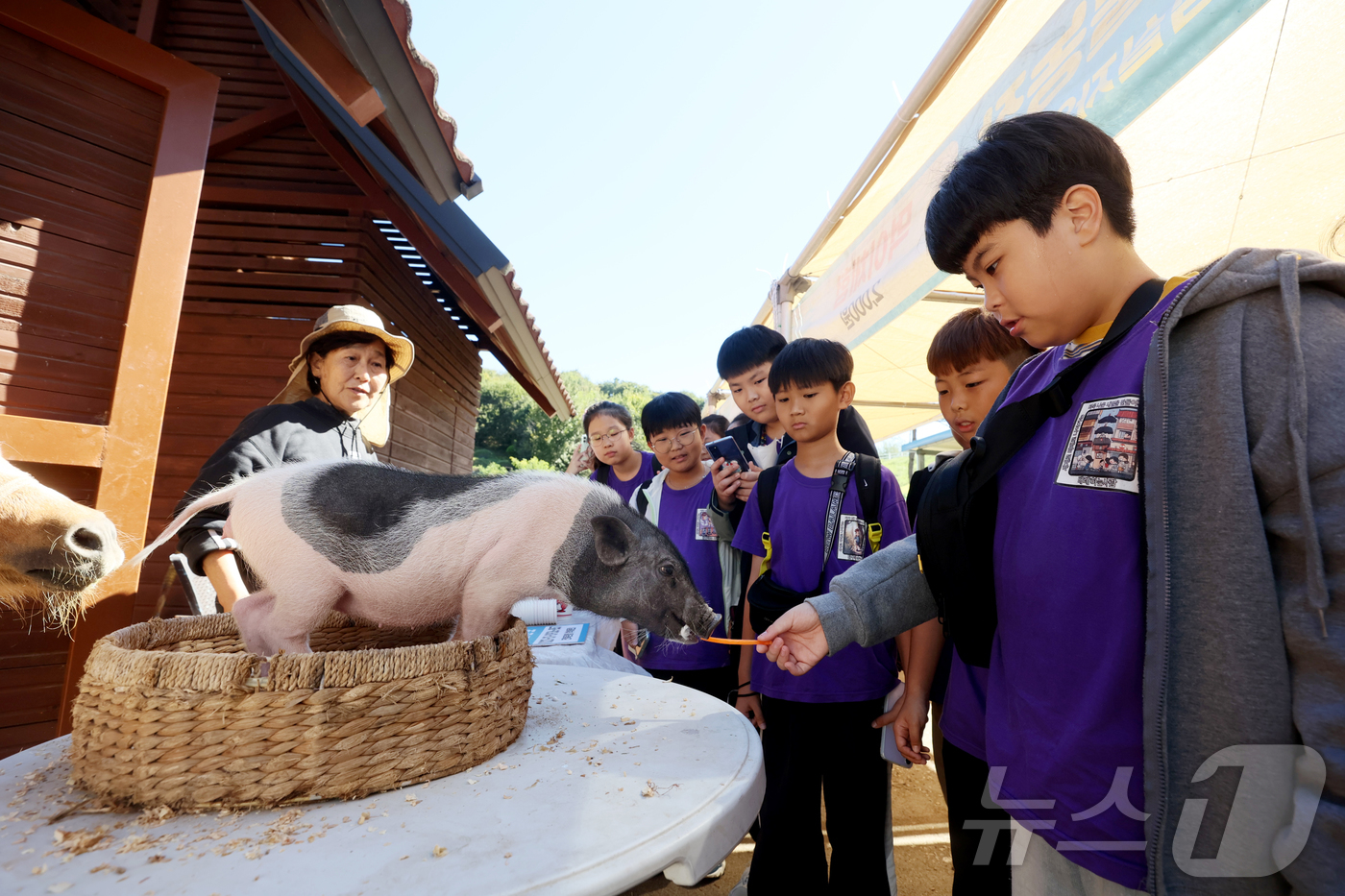 (임실=뉴스1) 김동규 기자 = 5일 전북 임실군에서 열린 치즈축제장에서 한 어린이가 돼지에게 먹이를 주고 있다. (임실군제공)2024.10.5/뉴스1