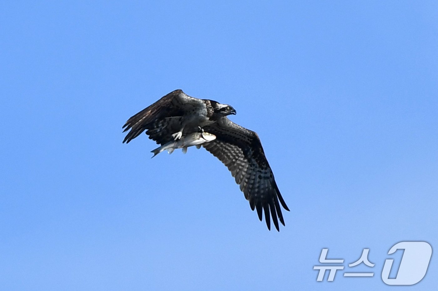 5일 경북 포항시 남구 연일읍 형산강에서 환경부 지정 멸종위기 2급 물수리가 물고기를 사냥한 뒤 날아가고 있다. 2024.10.5/뉴스1 ⓒ News1 최창호 기자