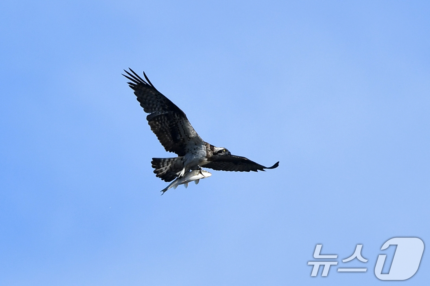 (포항=뉴스1) 최창호 기자 = 5일 경북 포항시 남구 연일읍 형산강에서 환경부 지정 멸종위기 2급 물수리가 물고기를 사냥한 뒤 날아가고 있다.올해 형산강을 찾은 물수리는 3마리로 …