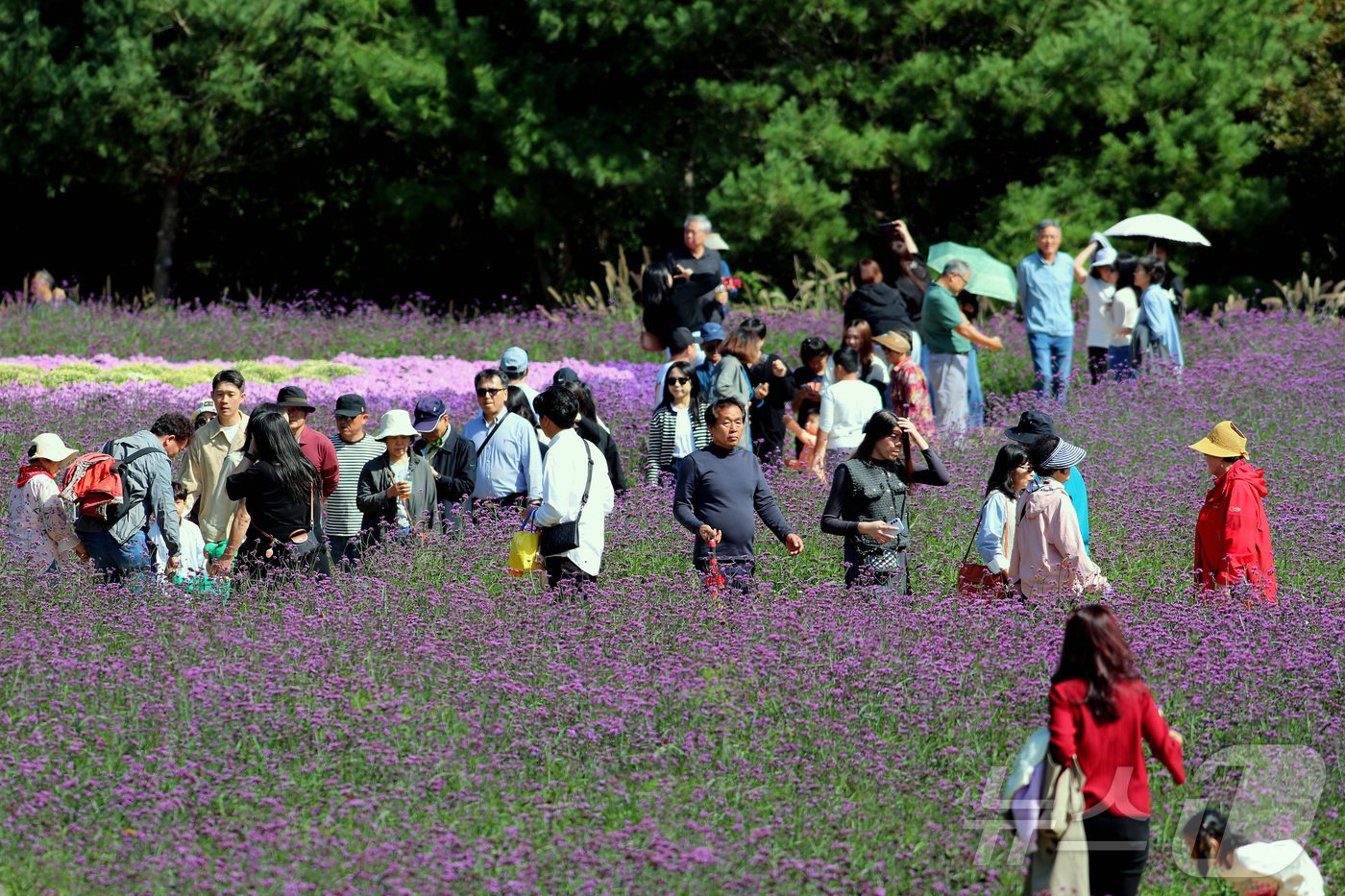 본문 이미지 - 5일 강원 인제 북면 용대리에서 열린 제6회 인제 가을꽃축제장을 찾은 관람객들이 여유로운 주말을 보내고 있다. (인제군 제공) 2024.10.5/뉴스1 ⓒ News1 이종재 기자