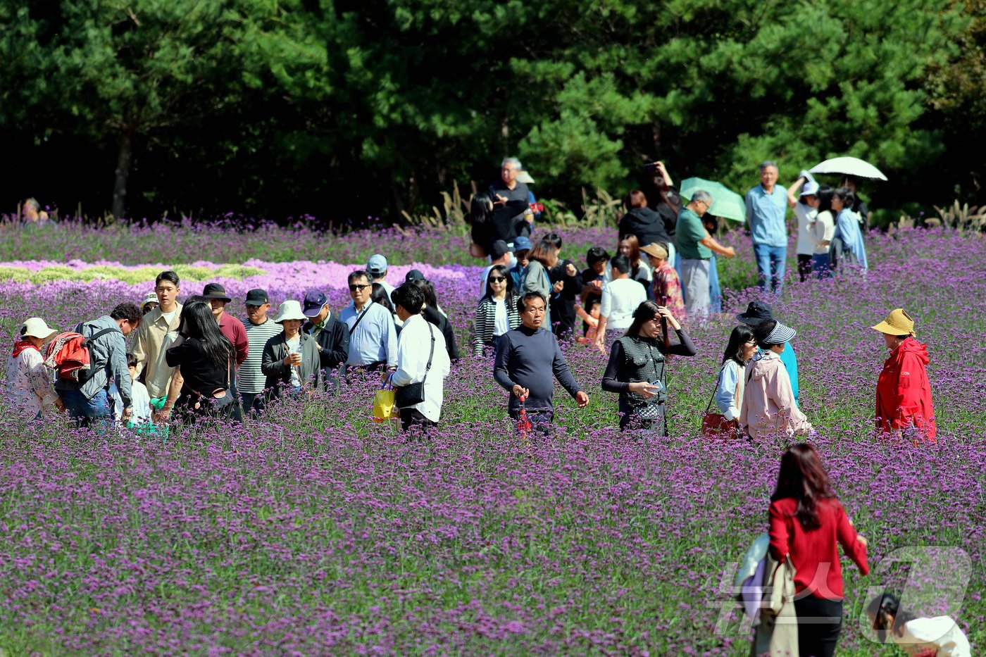 5일 강원 인제 북면 용대리에서 열린 제6회 인제 가을꽃축제장을 찾은 관람객들이 여유로운 주말을 보내고 있다. &#40;인제군 제공&#41; 2024.10.5/뉴스1 ⓒ News1 이종재 기자