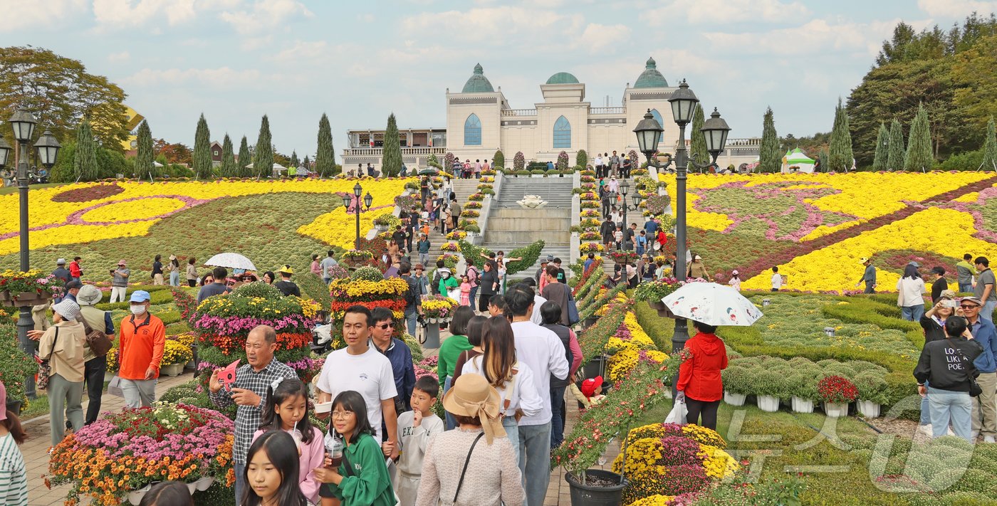 본문 이미지 - 전북자치도 임실군 치즈테마파크에 국화가 활짝 피고 있다./뉴스1 ⓒ News1 김동규 기자