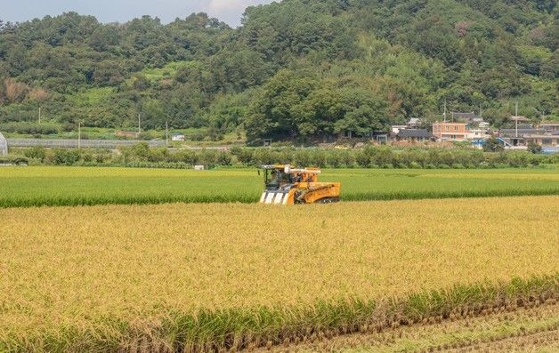 전남도 "벼 경영안정 대책비 신청하세요"…25일까지 접수