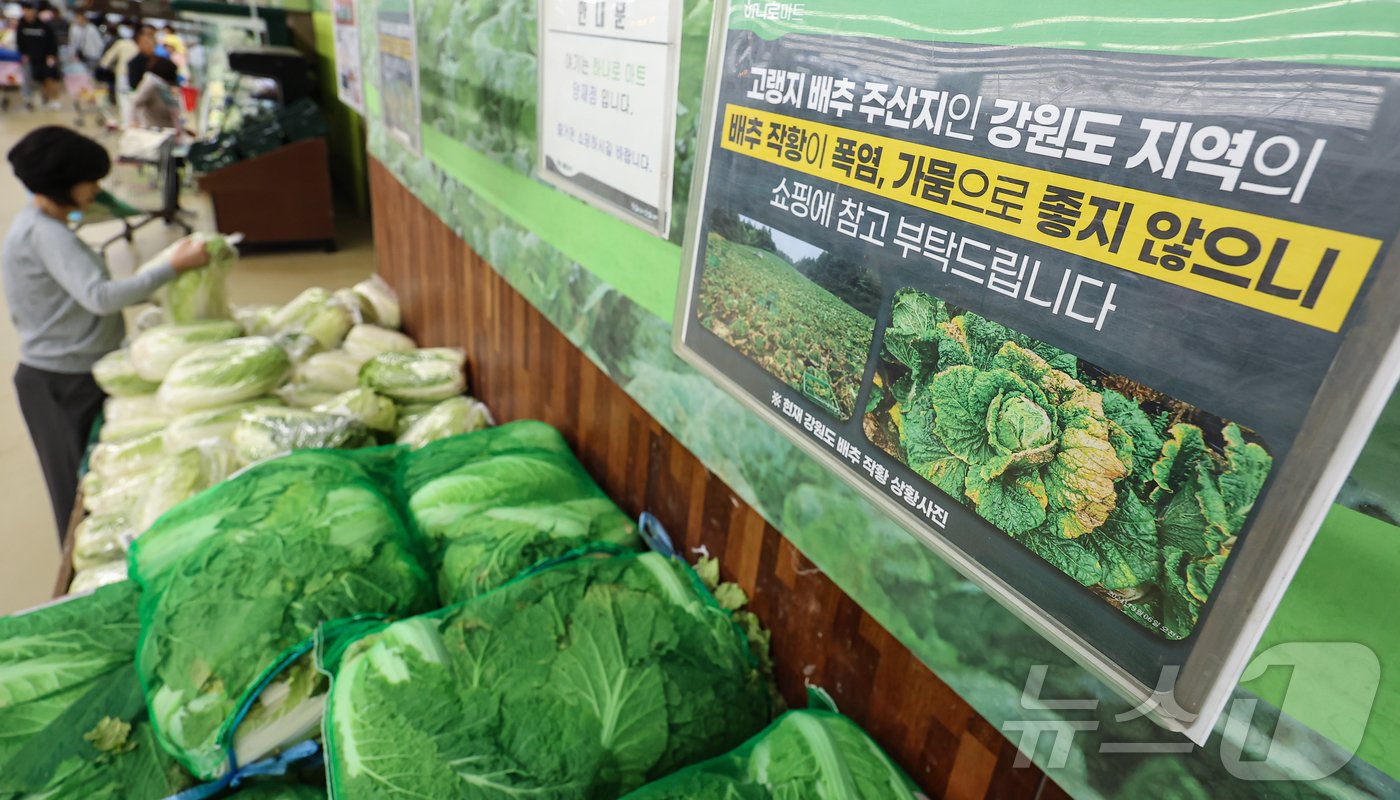 본문 이미지 - 6일 서울 시내 한 대형마트 배추 판매대에 폭염으로 인한 작황 부진 안내문이 게시돼 있다. 2024.10.6/뉴스1 ⓒ News1 김도우 기자