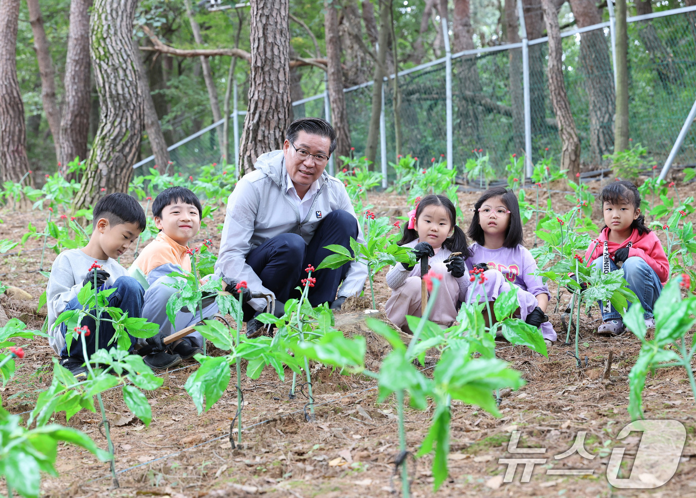 (서울=뉴스1) 박지혜 기자 = 6일 경남 함양군 상림공원 일원에서 열린 제19회 함양산삼축제를 찾은 어린이이들이 진병영 함양군수와 함께 산삼캐기 체험을 하고 있다. (함양군 제공 …