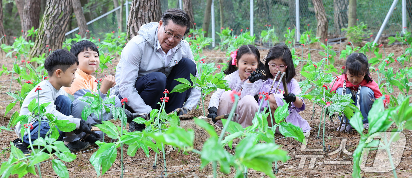 (서울=뉴스1) 박지혜 기자 = 6일 경남 함양군 상림공원 일원에서 열린 제19회 함양산삼축제를 찾은 어린이이들이 진병영 함양군수와 함께 산삼캐기 체험을 하고 있다. (함양군 제공 …