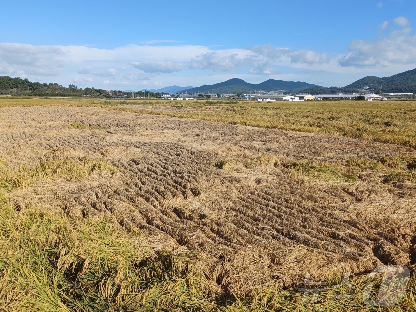 벼멸구 폭탄을 맞은 전남 장흥군 대덕읍 연지리 들녘. ⓒ News1