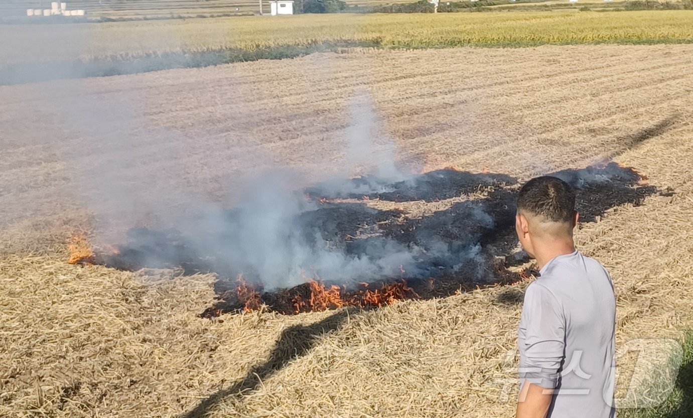 본문 이미지 - 5일 전남 장흥군 대덕읍 연지리 들녘에서 한 농민이 벼멸구 피해를 입은 벼를 조기에 벤 뒤 논을 불태우고 있다.2024.10.5/뉴스1 ⓒ News1