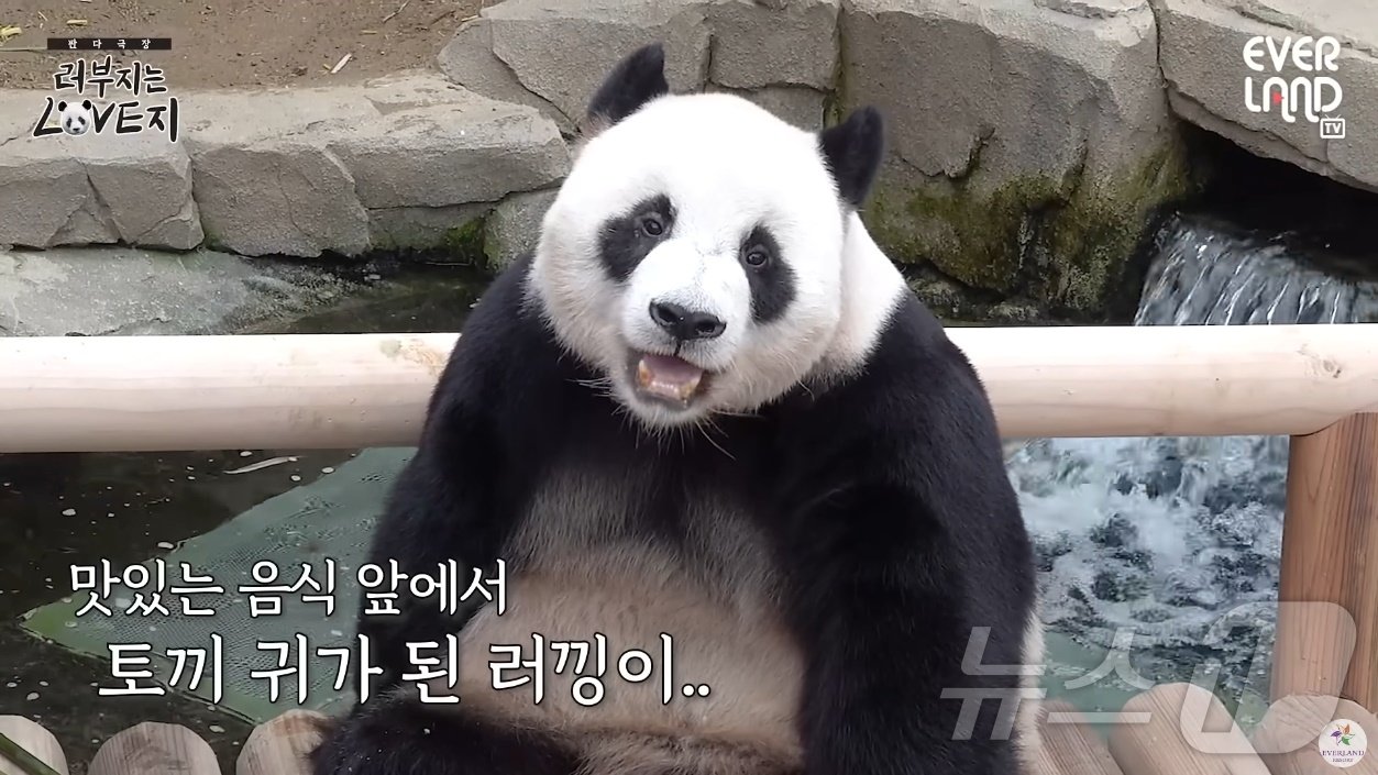 본문 이미지 - '러부지는 LOVE지' 유튜브(에버랜드 제공)