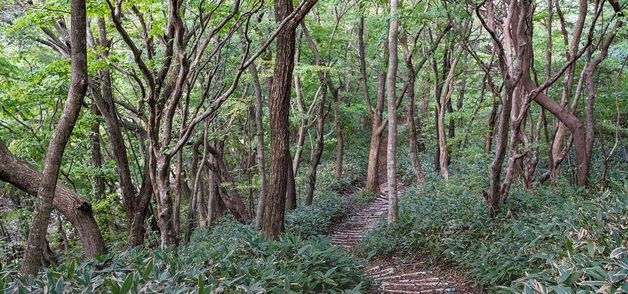 '교래 삼다수 숲길 지질트레일' 11~13일…제주 자연가치 탐색