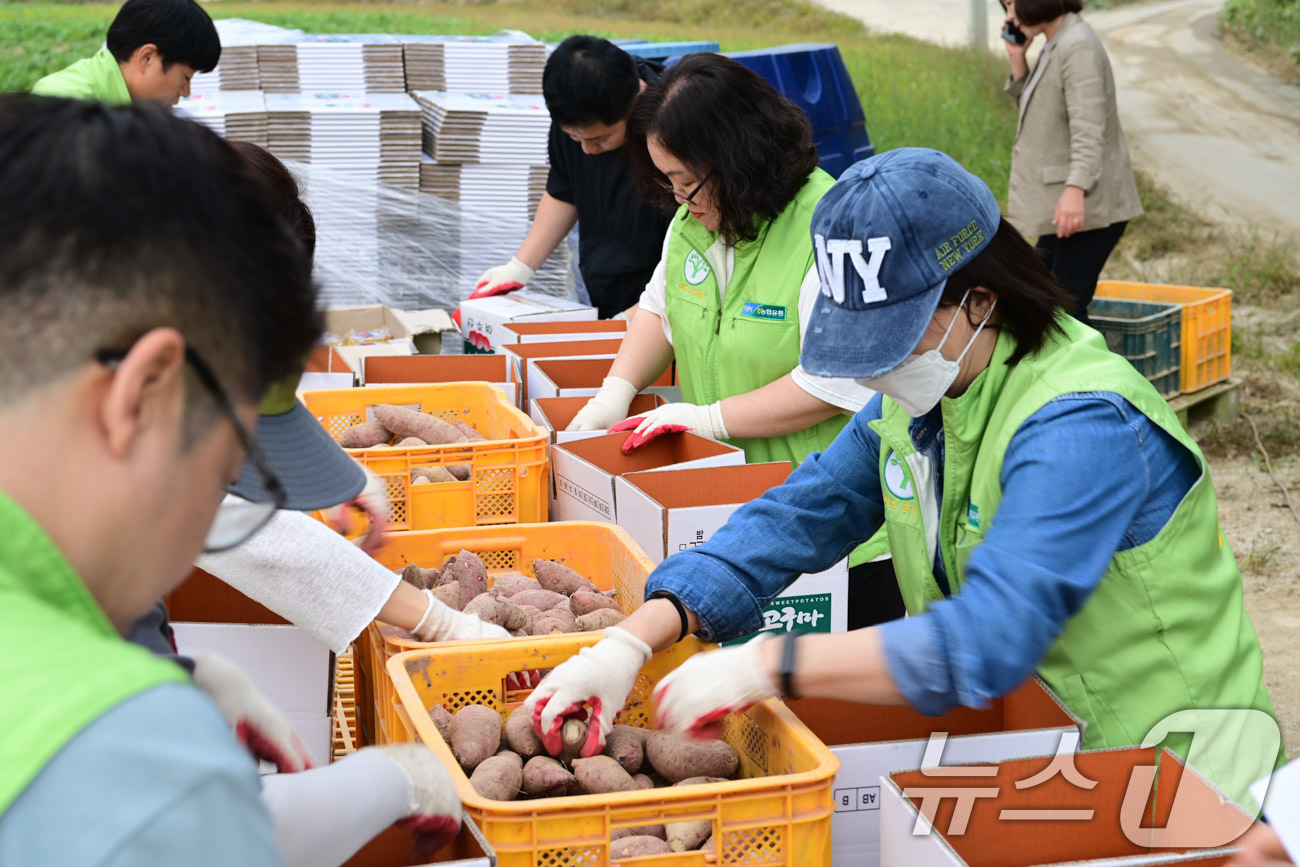 (서울=뉴스1) = 농협유통 임직원들이 7일 경기도 여주시 벌말마을에서 고구마 수확과 영농 폐기물 정리 등 일손 돕기를 하고 있다. (농협유통 제공) 2024.10.7/뉴스1