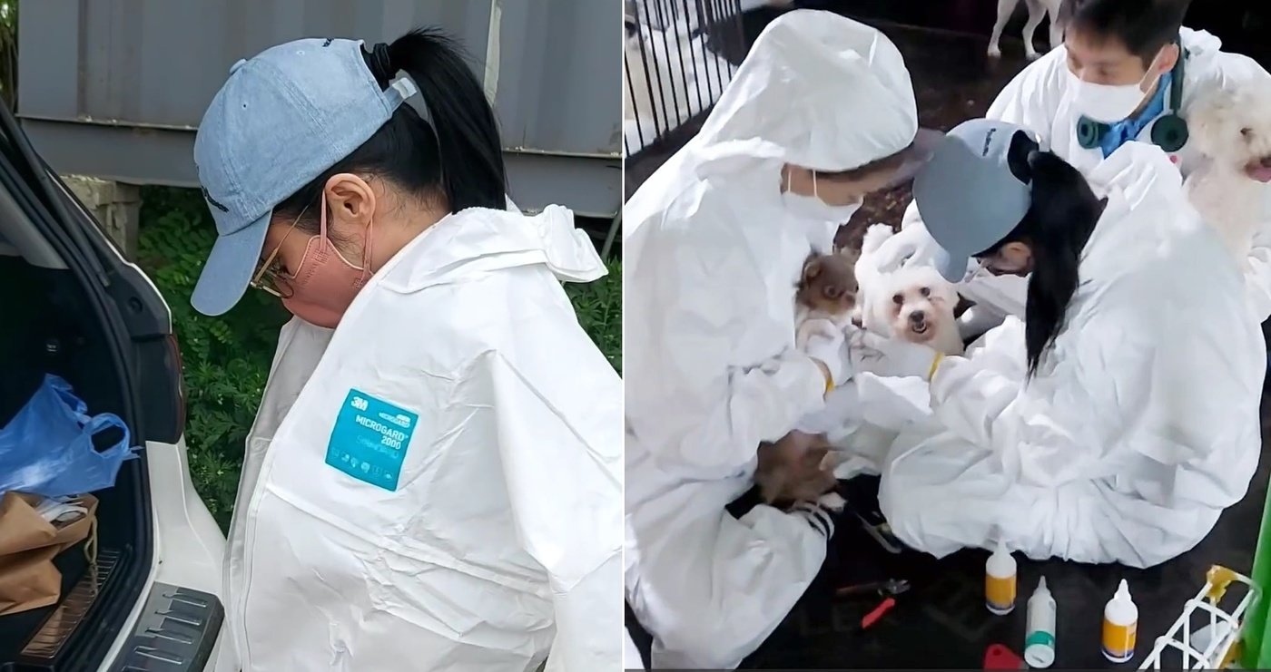 본문 이미지 - 장나라가 과거 천사들의 보금자리 보호소에 방문해 봉사활동 하는 모습 (천사들의 보금자리 제공) ⓒ 뉴스1