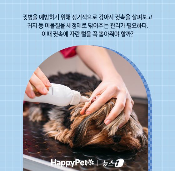 본문 이미지 - ⓒ News1 김지영 디자이너