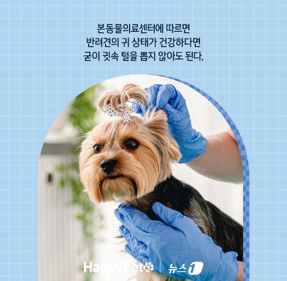 본문 이미지 - ⓒ News1 김지영 디자이너