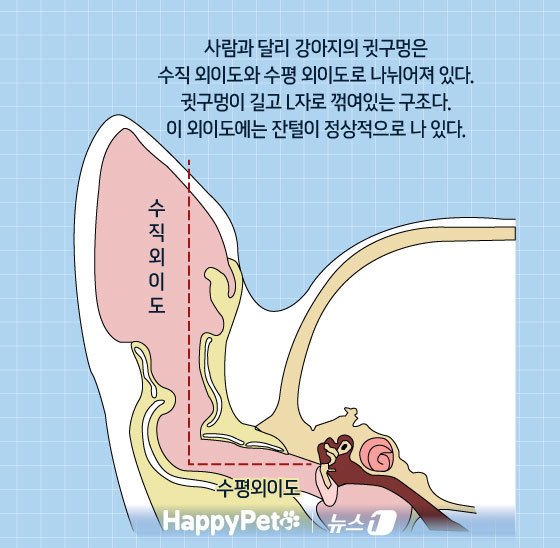 본문 이미지 - ⓒ News1 김지영 디자이너