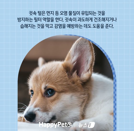 본문 이미지 - ⓒ News1 김지영 디자이너