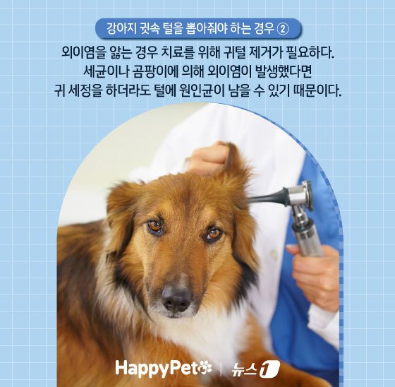 본문 이미지 - ⓒ News1 김지영 디자이너