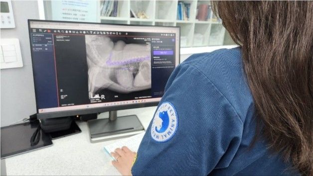 인천스카이동물메디컬센터, AI 탑재 MRI 도입…검사 정확성 높인다