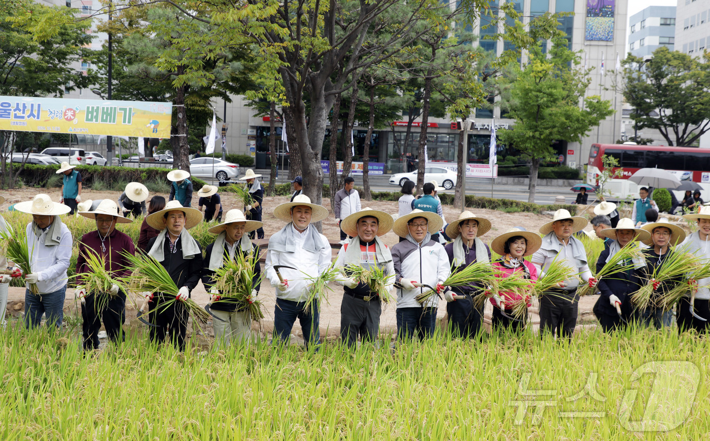 (울산=뉴스1) 김지혜 기자 = 울산시는 7일 청사 내 텃논에서 김두겸 울산시장 등 관계자가 참석한 가운데, 5개월 전에 심은 벼 베기 행사를 진행하고 있다.2024.10.7/뉴스 …