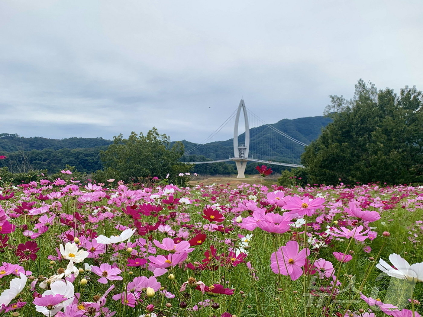 전북자치도 임실군 옥정호 붕어섬에 핀 코스모스가 출렁다리와 조화를 이루고 있다.&#40;임실군제공&#41;2024.10.8/뉴스1