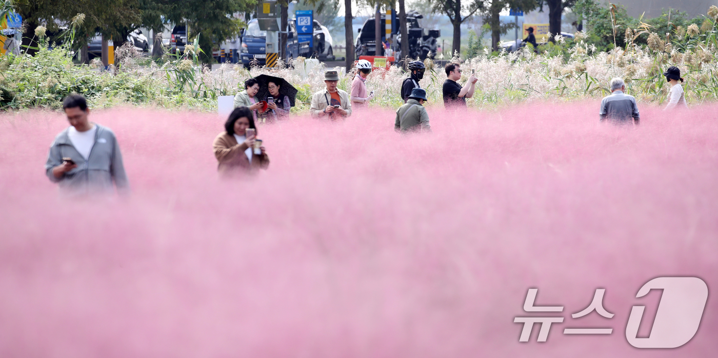 (부산=뉴스1) 윤일지 기자 = 절기상 한로인 8일 오후 부산 강서구 대저생태공원을 찾은 시민들이 활짝 핀 핑크뮬리를 감상하고 있다. 2024.10.8/뉴스1