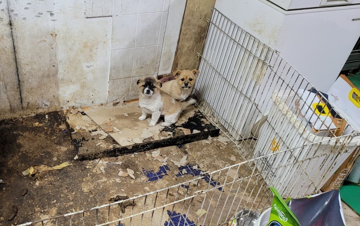 열악한 환경에서 지내고 있는 동물보호센터 강아지들 &#40;비글구조네트워크 제공&#41; ⓒ 뉴스1