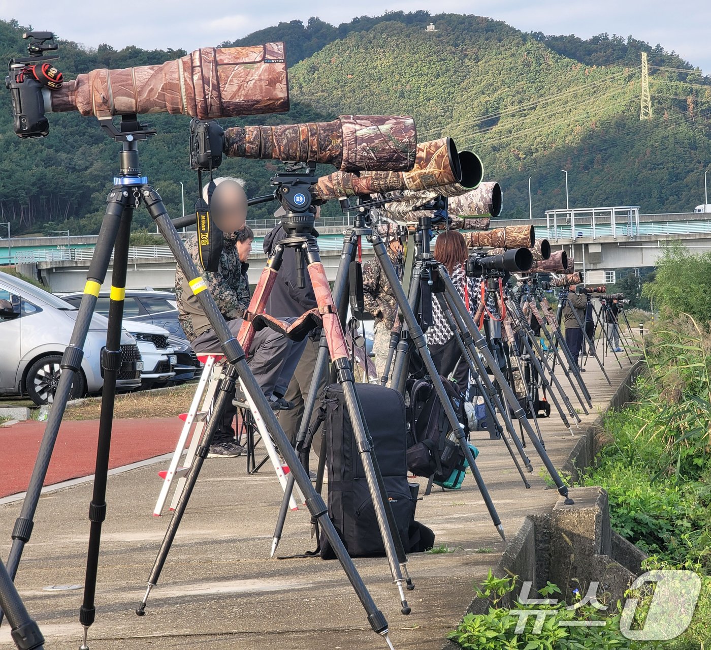 본문 이미지 - 한글날인 지난 9일 경북 포항시 남구 연일읍 형산강에서 전국에서 모여든 생태사진작가들이 물수리의 사냥 모습을 촬영하기 위해 기다리고 있다. 환경부 지정 멸종위기생물 2급인 물수리는 9월 말부터 11월 중순까지 형산강에서 사냥을 한다. 2024.10.9/뉴스1 ⓒ News1 최창호 기자
