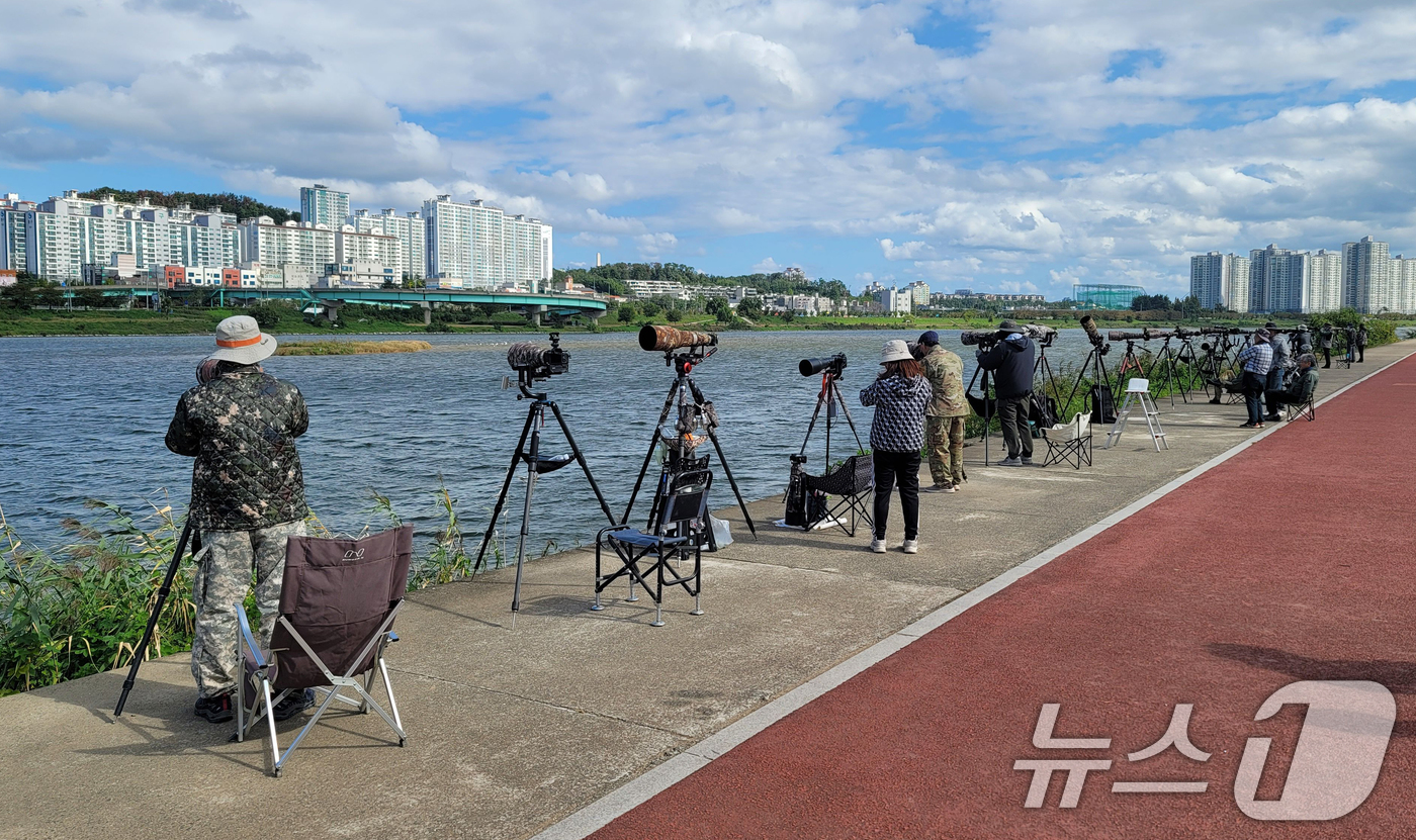 (포항=뉴스1) 최창호 기자 = 한글날인 9일 경북 포항시 남구 연일읍 형산강에서 생태사진작가들이 물수리의 사냥 모습을 촬영하기 위해 기다리고 있다.환경부 지정 멸종위기생물 2급인 …
