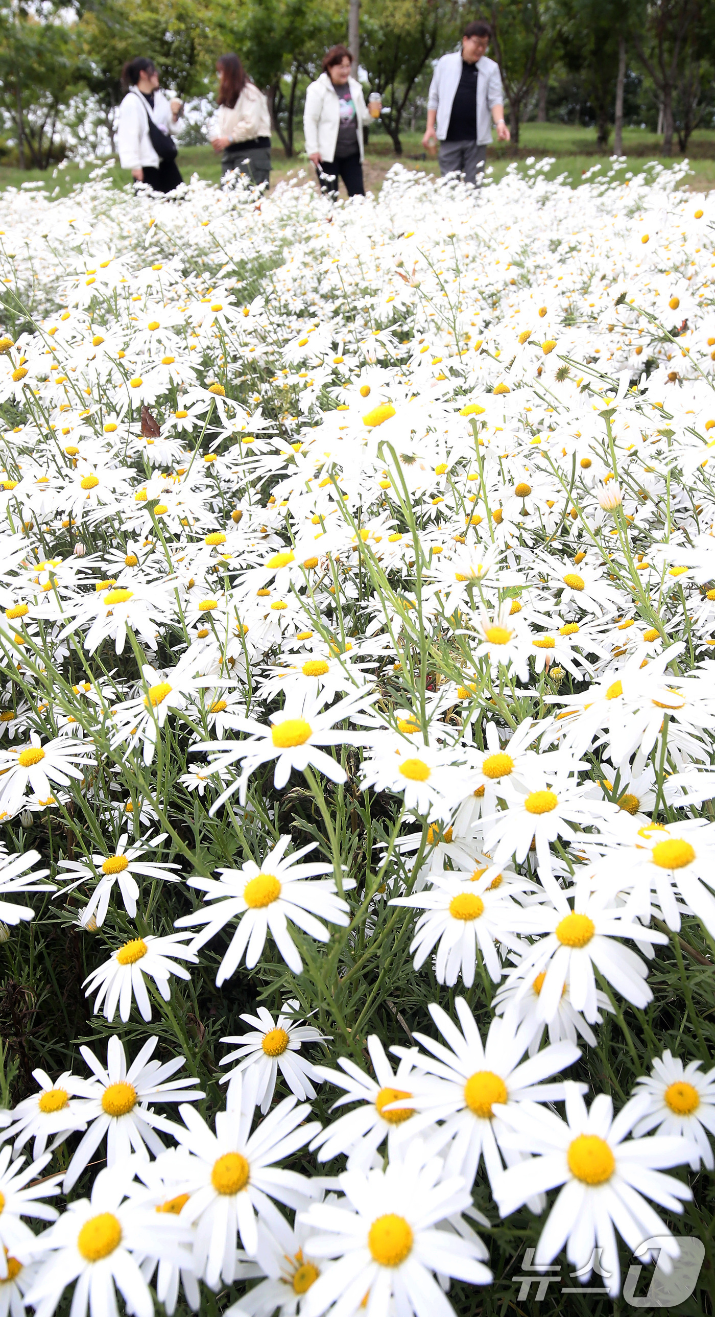 (경산=뉴스1) 공정식 기자 = 완연한 가을 날씨가 이어진 9일 오후 경북 경산시 중방동 경산자연마당을 찾은 시민들이 곱게 핀 구절초를 감상하며 휴일 나들이를 즐기고 있다. 202 …