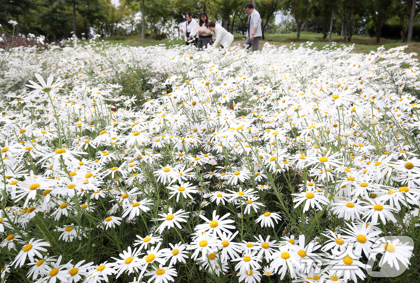 (경산=뉴스1) 공정식 기자 = 완연한 가을 날씨가 이어진 9일 오후 경북 경산시 중방동 경산자연마당을 찾은 시민들이 곱게 핀 구절초를 감상하며 휴일 나들이를 즐기고 있다. 202 …