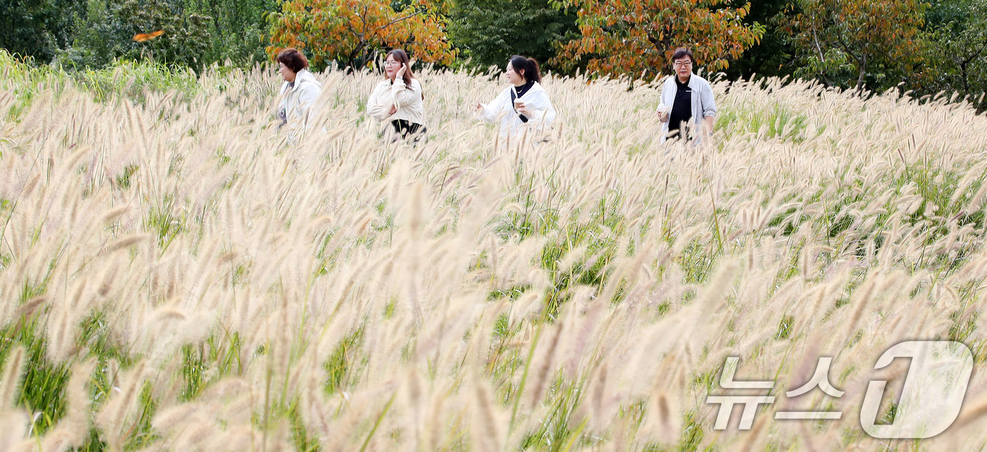 (경산=뉴스1) 공정식 기자 = 9일 오후 경북 경산시 중방동 경산자연마당을 찾은 시민들이 바람에 하늘거리는 수크령 사이를 걸으며 가을 정취를 만끽하고 있다. 2024.10.9/뉴 …