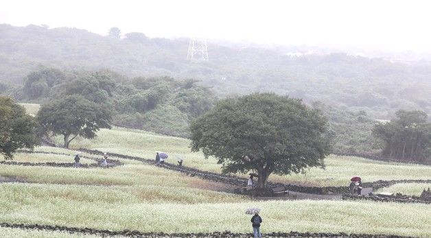 가을 제주는 메밀꽃 필 무렵