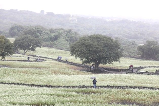 [오늘의 날씨]제주(13일, 수)…동부지역 일부 빗방울